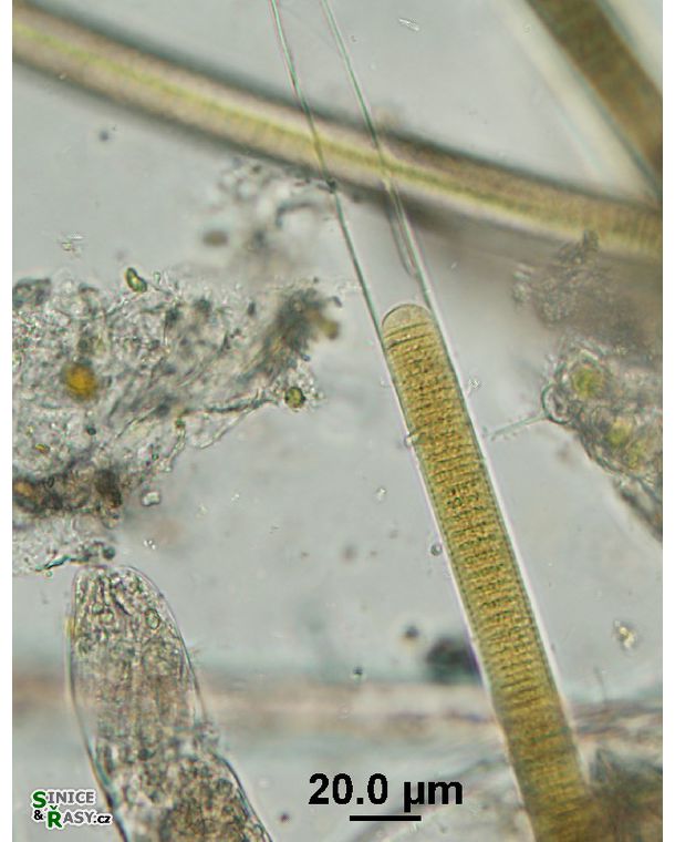Oscillatoria major