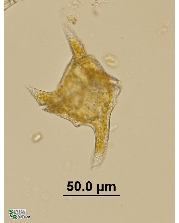 Ceratium cornutum
