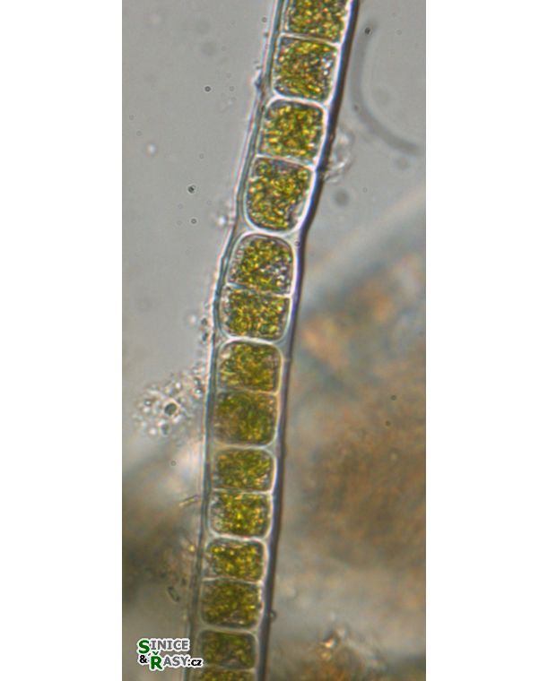 Zygogonium ericetorum