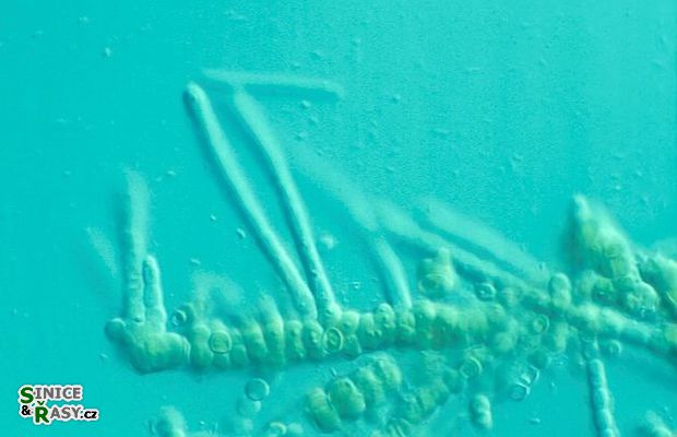 Fischerella