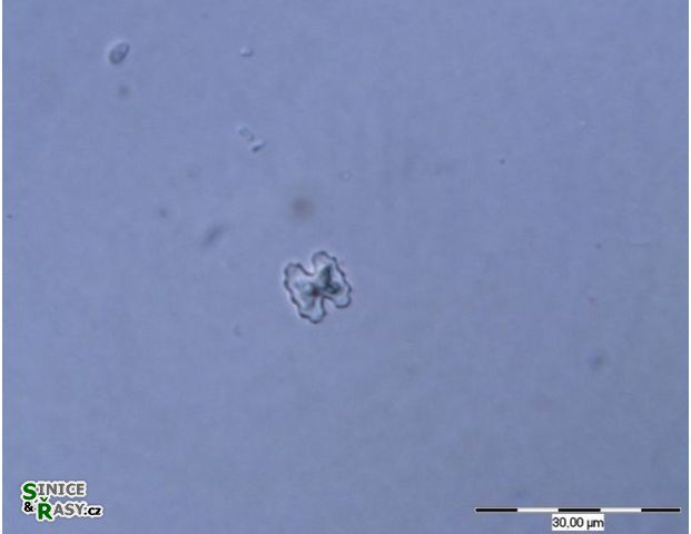 Cosmarium messikommeri