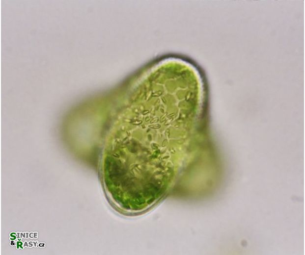 Tetraedriella polychloris