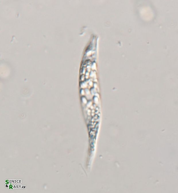 Astasia harrisii