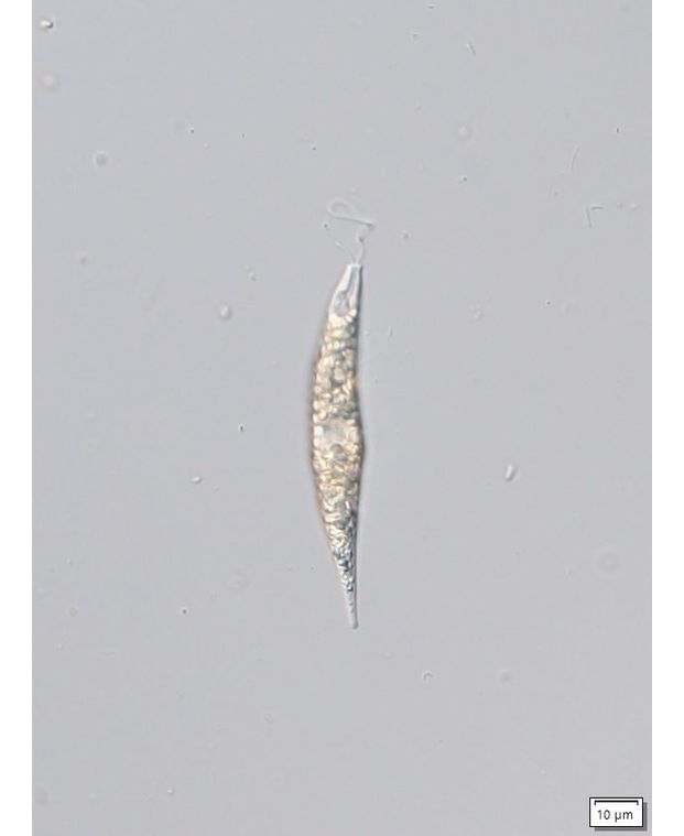 Distigma proteus