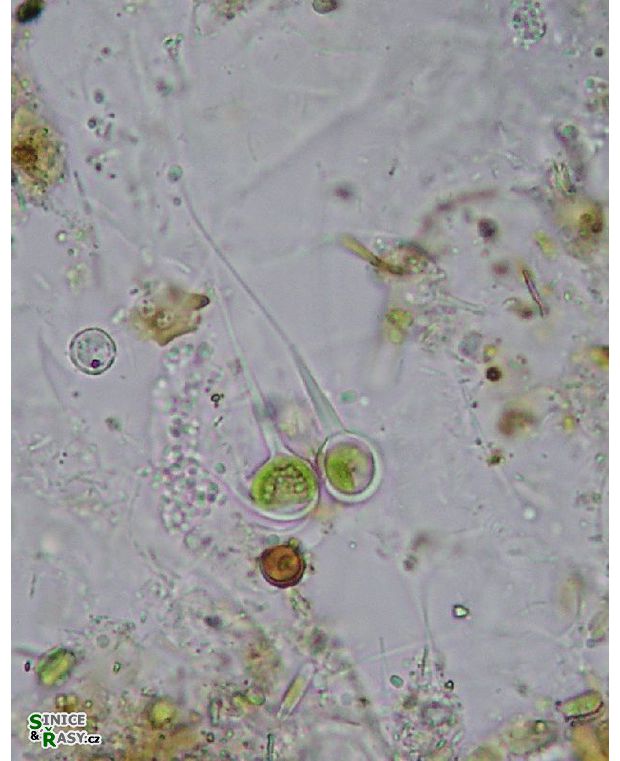 Aphanochaete sp.