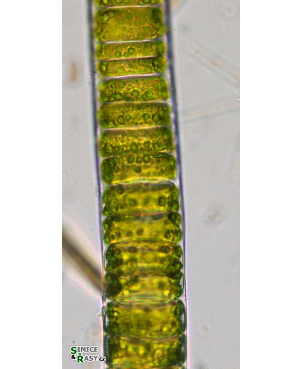 Ulothrix zonata