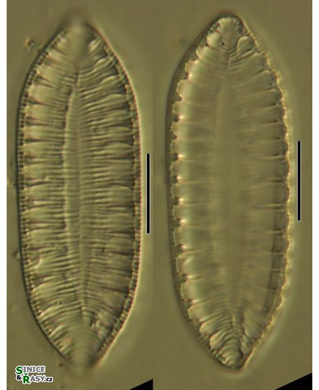 Sururella amphioxys