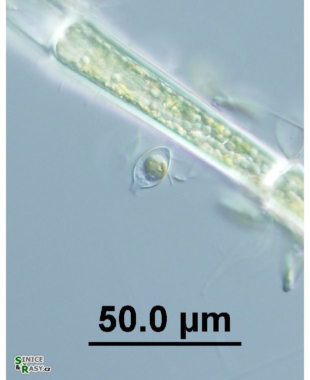 Derepyxis sp.