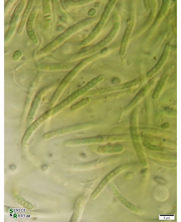 cf. Phormidesmis