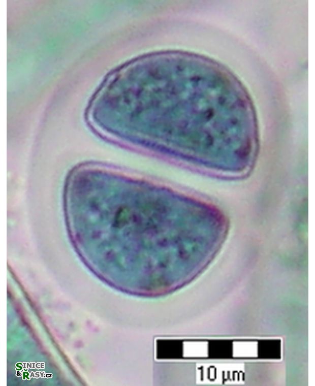 Chroococcus major