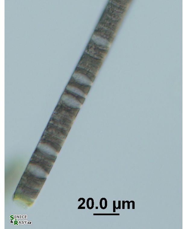 Oscillatoria cf. major
