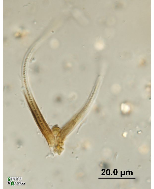 Tapinothrix