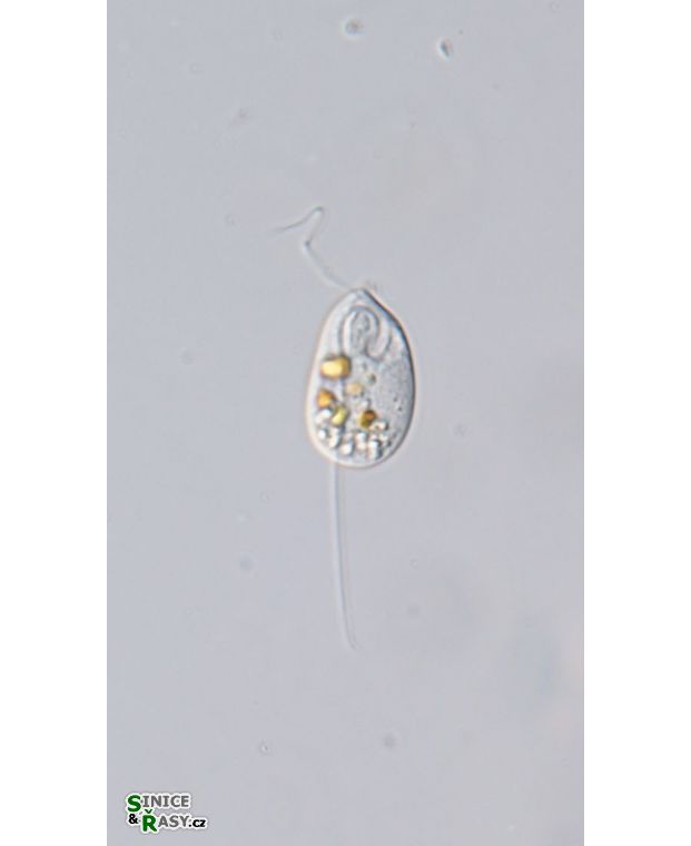 Anisonema acinus