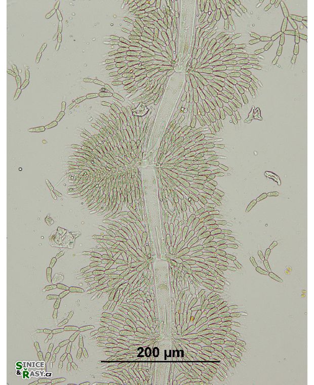 Batrachospermum gelatinosum