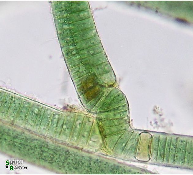 Scytonema crispum
