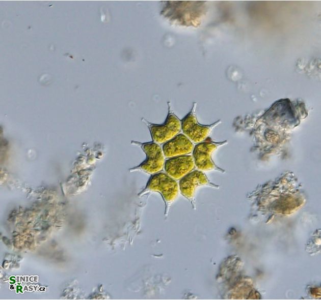 Pseudopediastrum boryanum