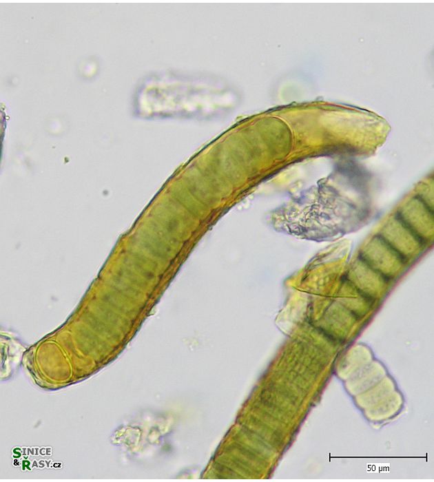 Hassallia byssoidea