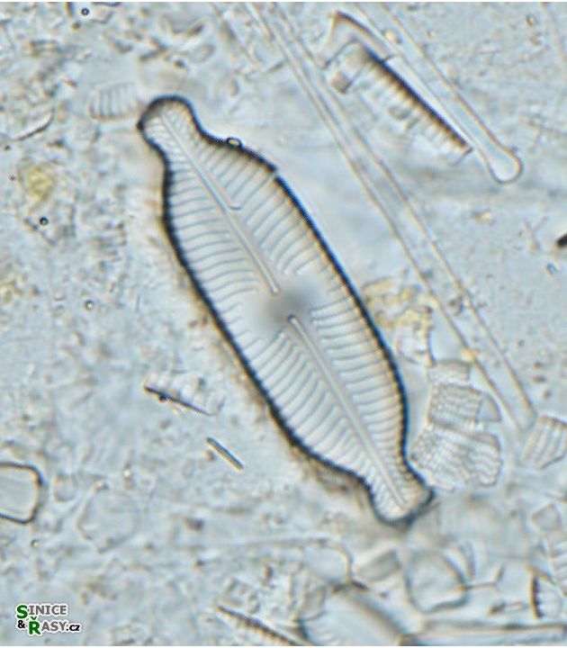 Navicula elgensis