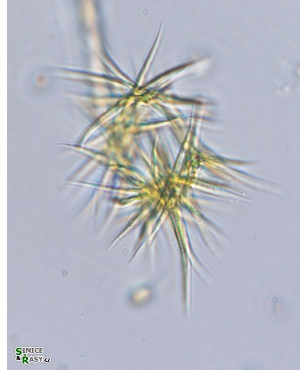 Ankistrodesmus fusiformis