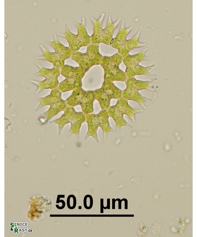 Parapediastrum biradiatum