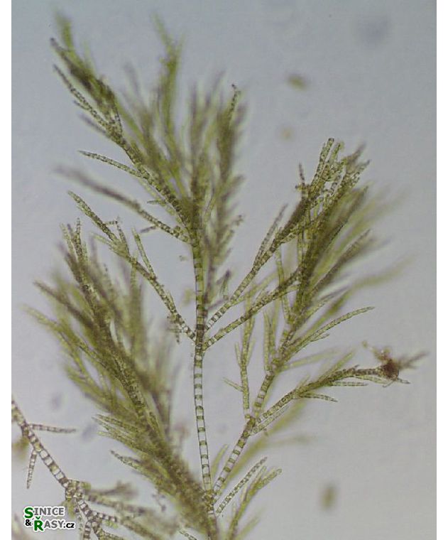 Stigeoclonium tenue 