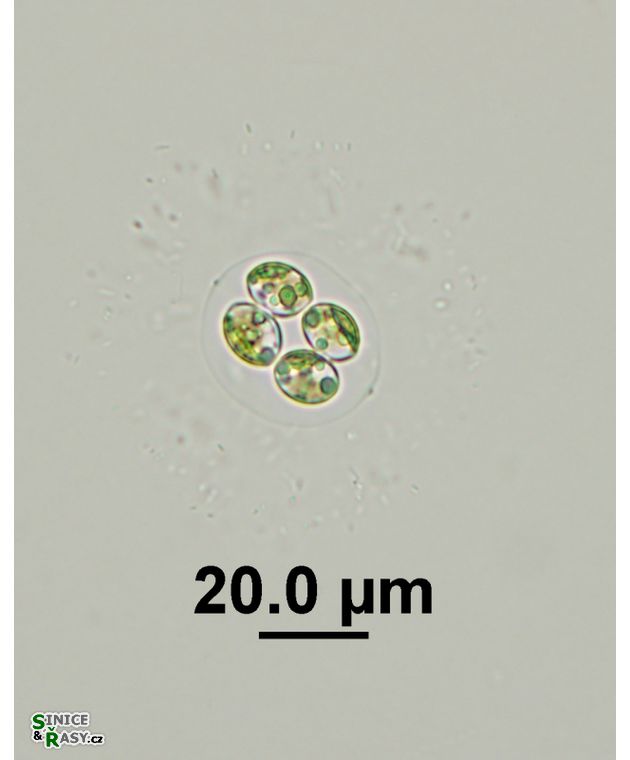 Oocystis marssonii