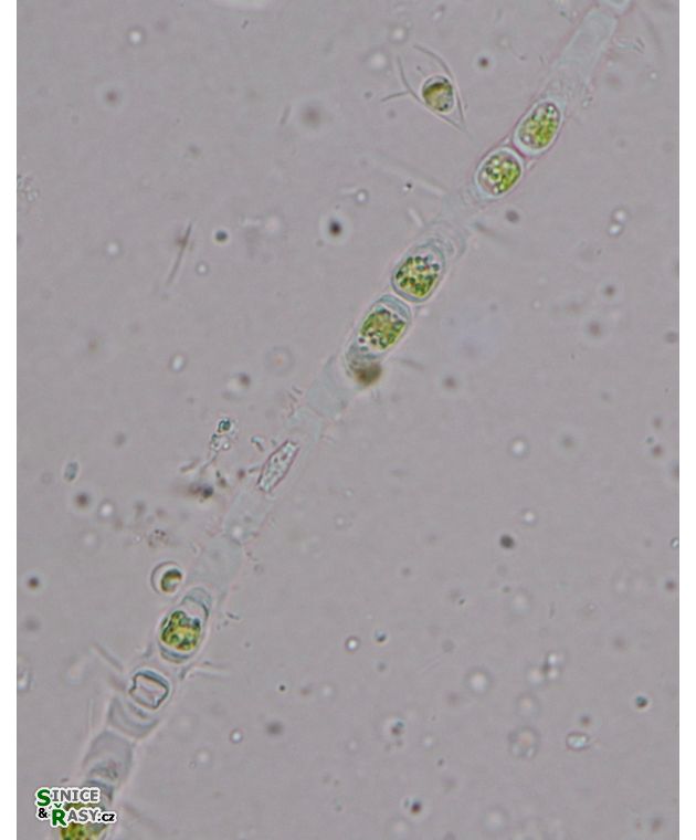 Binuclearia tectorum