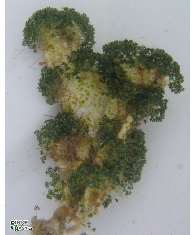 Halimeda tuna