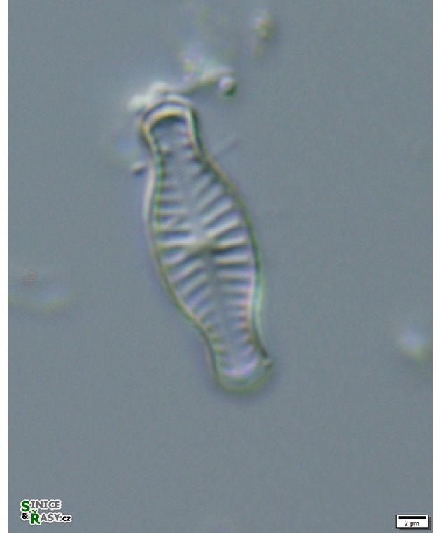 Hippodonta capitata