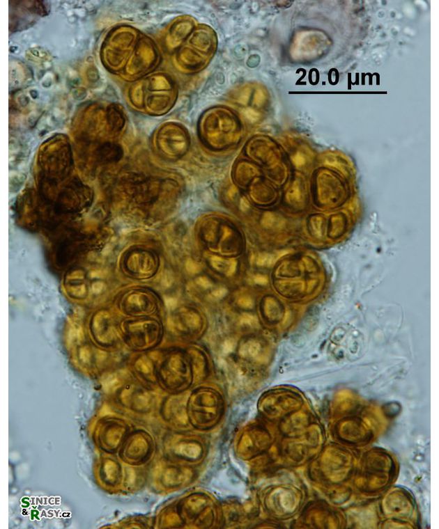 Gloeocapsopsis cf. crepidum