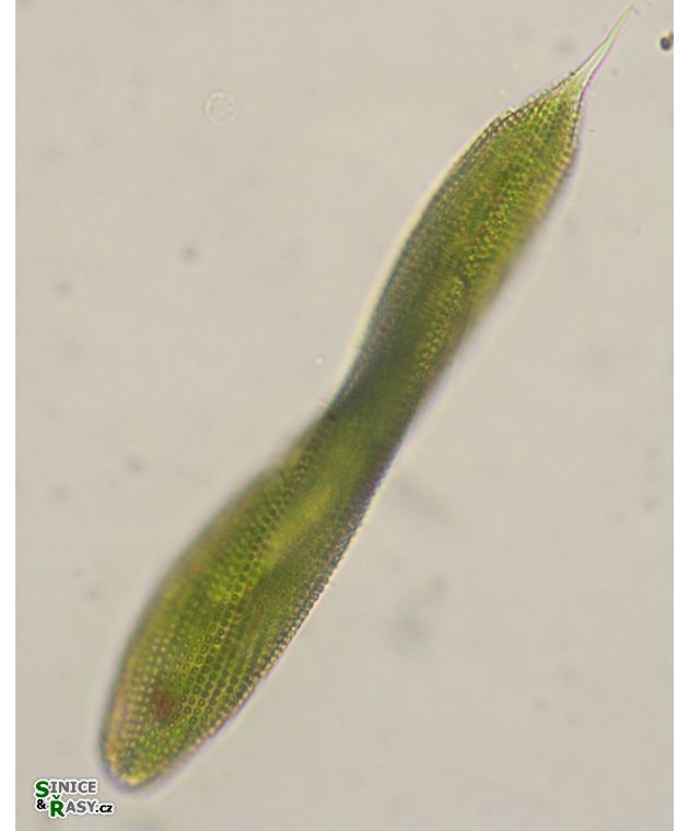 Lepocinclis spirogyroides