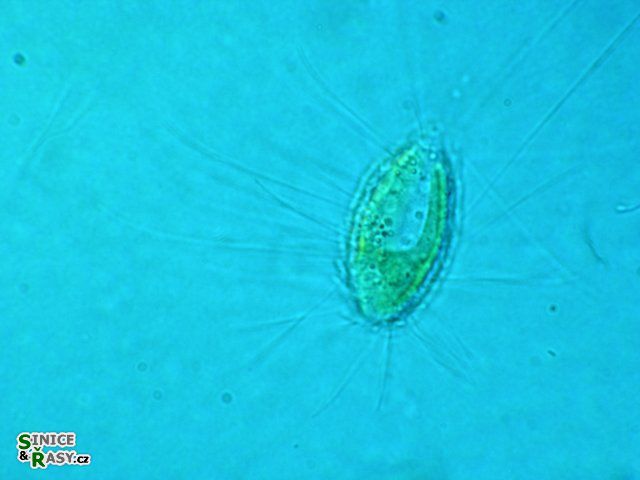 Mallomonas caudata