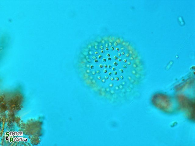 Uroglena