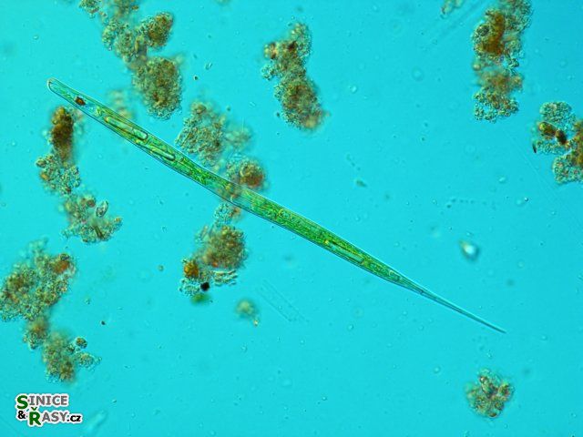 Lepocinclis acus