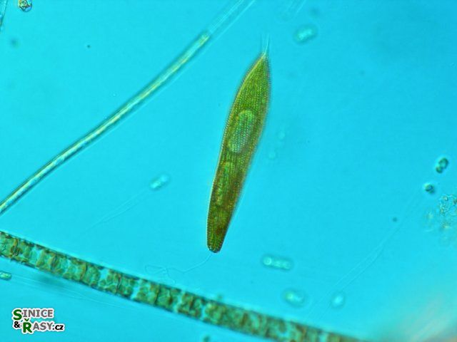 Lepocinclis spirogyroides