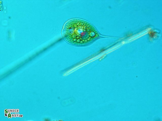 Phacus longicauda