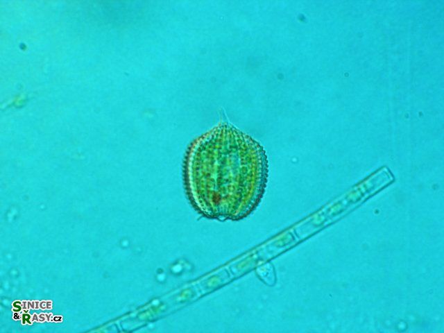 Phacus monilatus