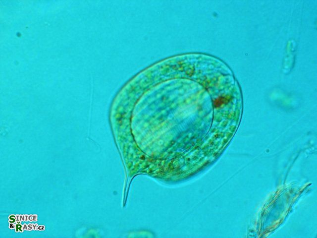 Phacus orbicularis