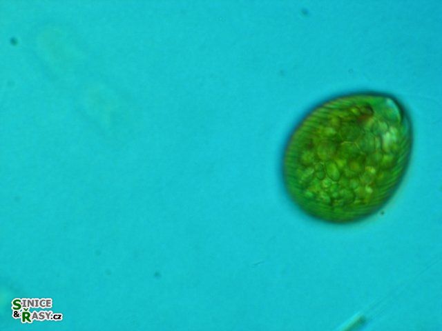 Euglena texta