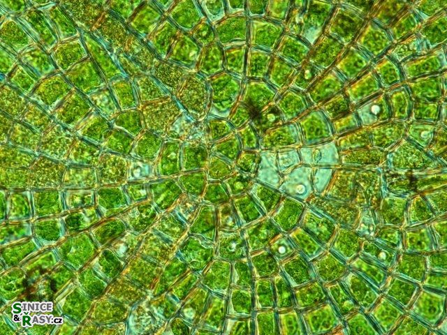 Coleochaete orbicularis