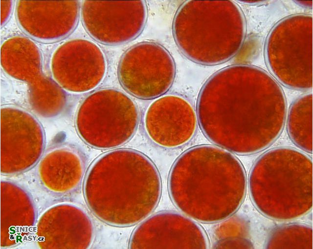 Haematococcus pluvialis