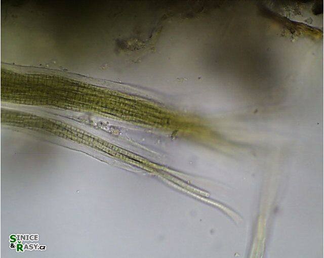 Microcoleus