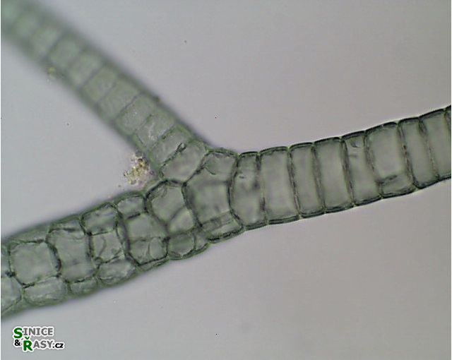 Compsopogon