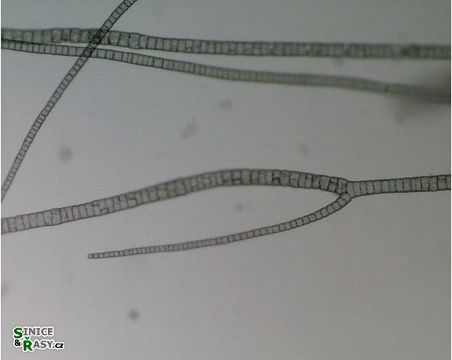 Compsopogon