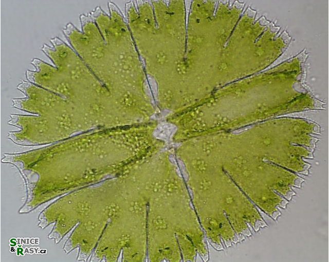 Micrasterias rotata