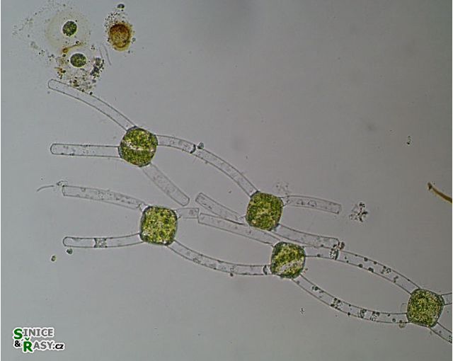 Mougeotia viridis