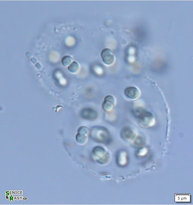 Aphanothece stagnina