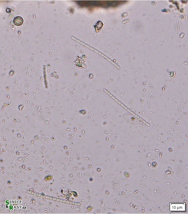 Komvophoron minutum