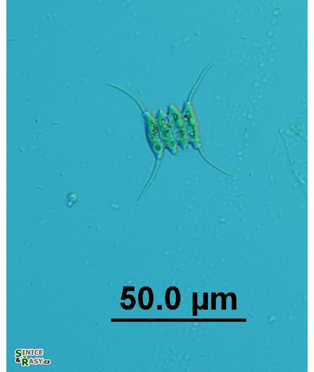 Desmodesmus opoliensis