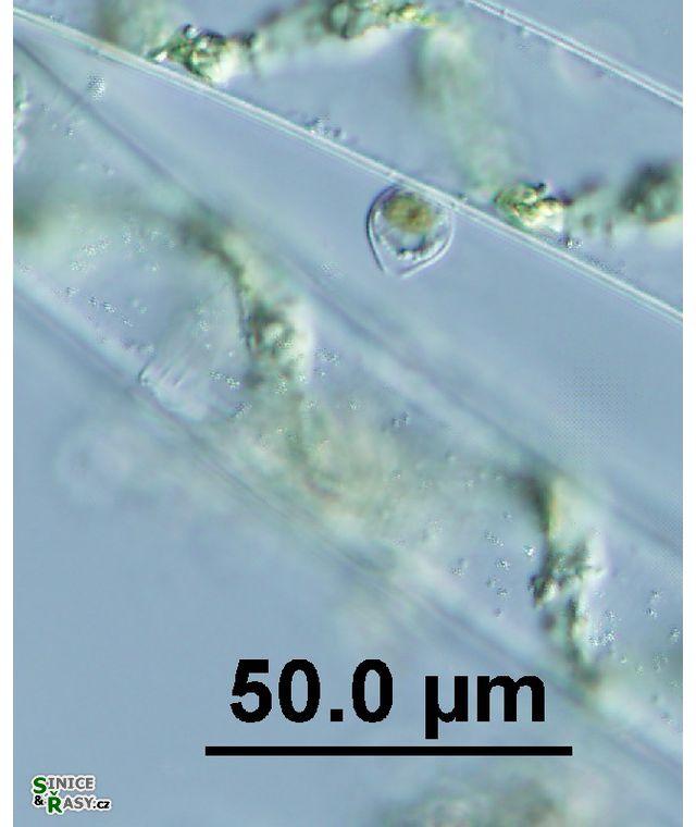 Chrysopyxis paludosa
